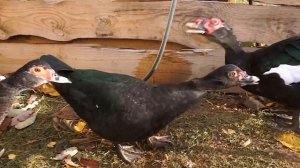 ЧЁРНЫЙ. Окрасы индоуток: часть 3. Окрасы мускусных уток: чёрно-изумрудный.