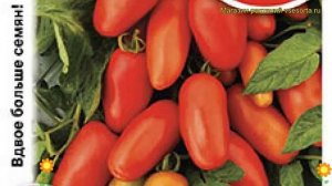 Томат Московский деликатес. Краткий обзор, описание характеристик solánum lycopérsicum