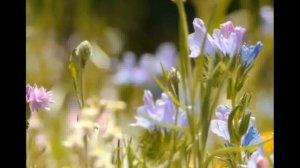 Мурат Насыров «Кто-То Простит, Кто-То Поймет» (кавер от Дмитрия учителя)