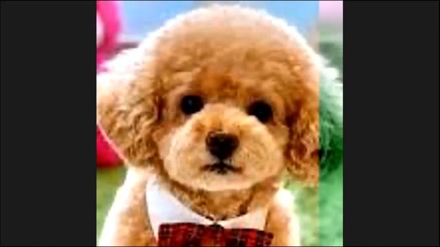 French G5 - Teacher Ms. Carine (Website: Applesmart.ca) смотреть онлайн