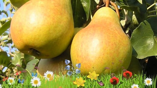 Груша плодовая Велеса ? Обзор: посадка и уход. крупномеры груши Велеса: описание и особенности смотреть онлайн