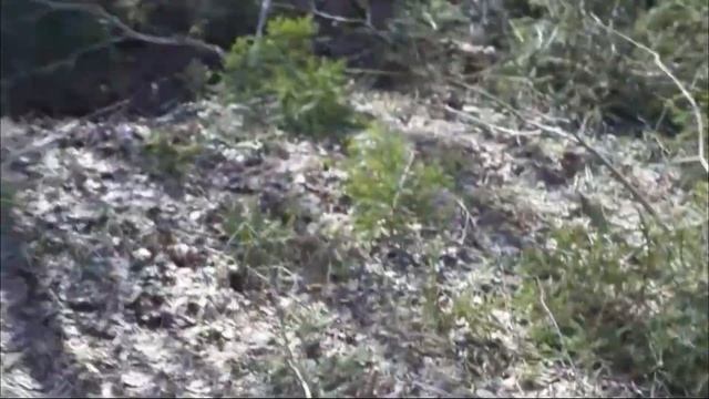 Husqvarna 555FX.Расчистка дорог от кустов.#HusqvarnaRussia #Husqvarna