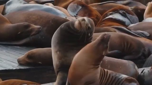 💓 Если и тонуть, то в океане нежности! смотреть онлайн