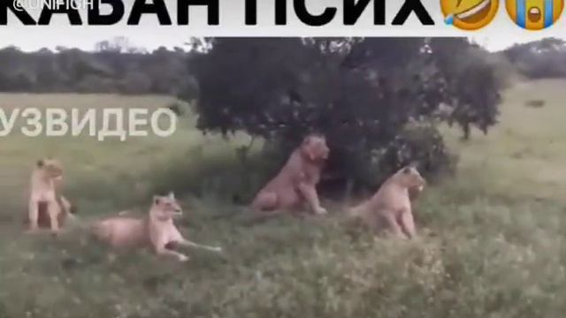 Кабан псих смотреть онлайн