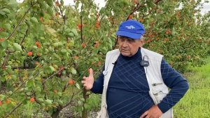 Ранний абрикос сорта Цунами на полукарликовом подвое - Питомник Маценко