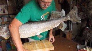 Таксидермия. Изготовление трофейной щуки. Восстановление плавников и усохших частей.