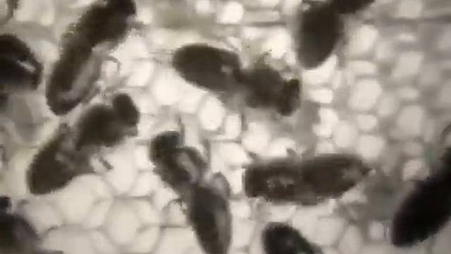 Пчеловодство cccр. Пищевые инстинкты пчёл и муравьёв смотреть онлайн