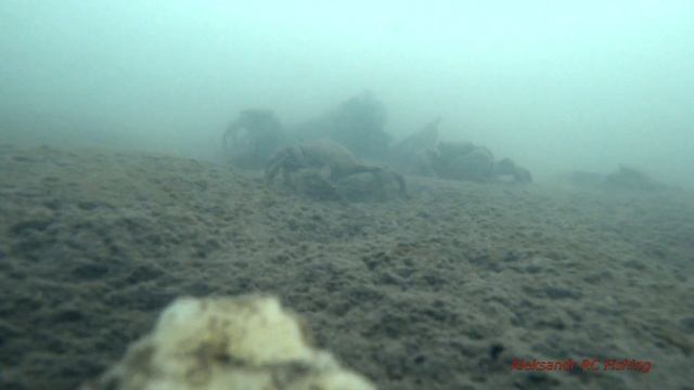 Речица крабы свирепствуют подводные съемки смотреть онлайн