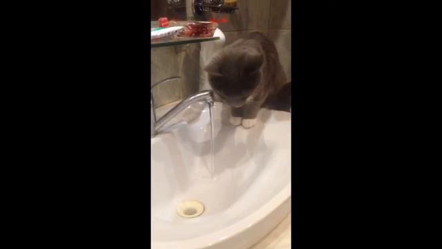 Кот не боится воды ) смотреть онлайн