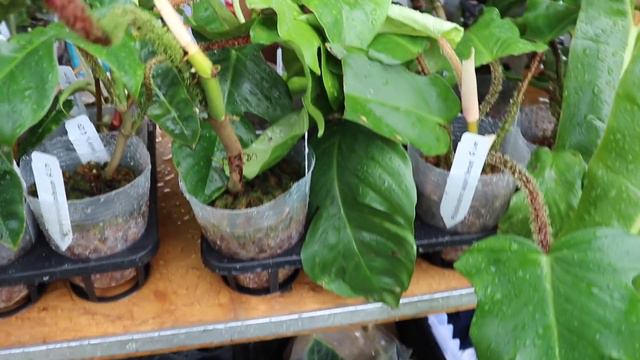 2021 International Aroid  Show & Sale, Prices For Trendy, Uncommon, Hard To Find & Rare Plants,