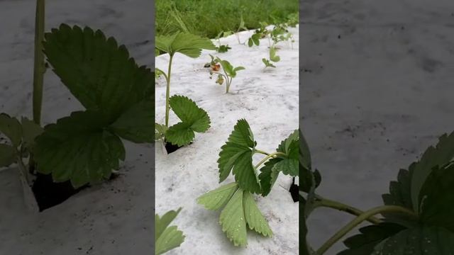 Грядка с клубникой #дача #сад #shorts #garden #спб смотреть онлайн