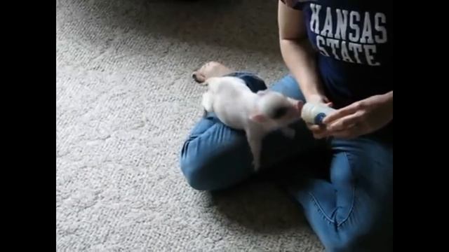 Милые домашние свинки. (Mini Pig) смотреть онлайн