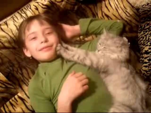 Кошачий массаж смотреть онлайн