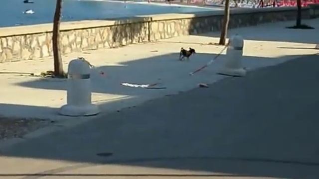 Жу носится от радости Добра Вода Черногория смотреть онлайн