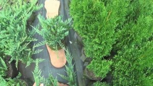 Стрижка (формирование) стелющегося (горизонтального) можжевельника.