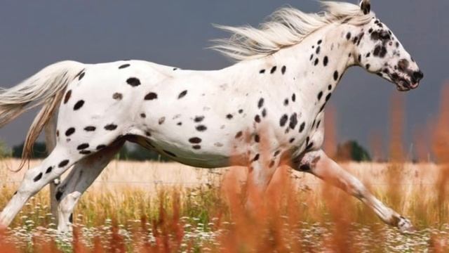 Удивительные соседи. Лошадь породы Кнабструппер смотреть онлайн