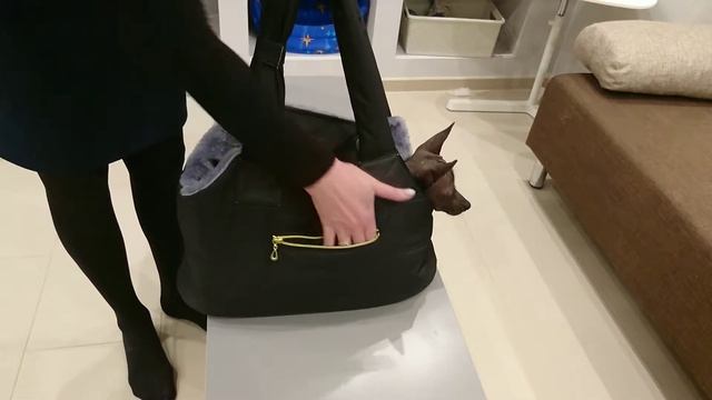 Сумка- переноска для собак DWDOGSWEAR смотреть онлайн