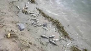 Аральское море. Малый Арал. Кокаральская плотина. Часть 1