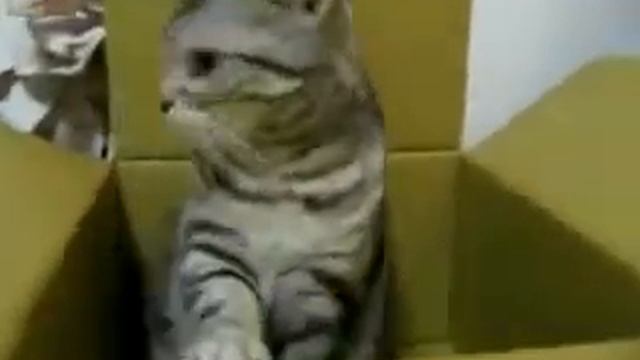 Кот фигачит смотреть онлайн
