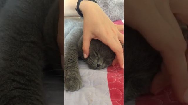 Виды массажа для вашего котика ? смотреть онлайн