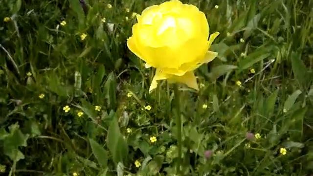Планински божур, Витошко лале (Trollius europaeus) смотреть онлайн
