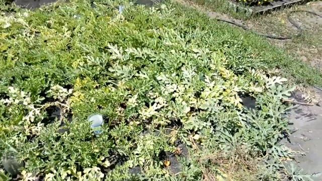 Дача 6 соток арбузы привитые на лагенарию. смотреть онлайн