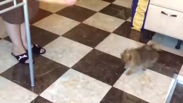 Померанский шпиц. Девочка для продажи. смотреть онлайн