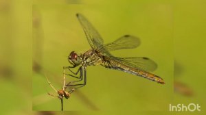 Интересные факты о стрекозе