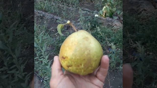 Груша Гранд чемпион. смотреть онлайн