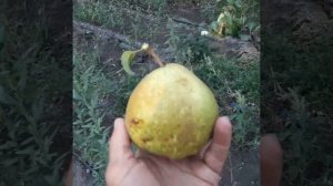 Груша   Гранд чемпион.