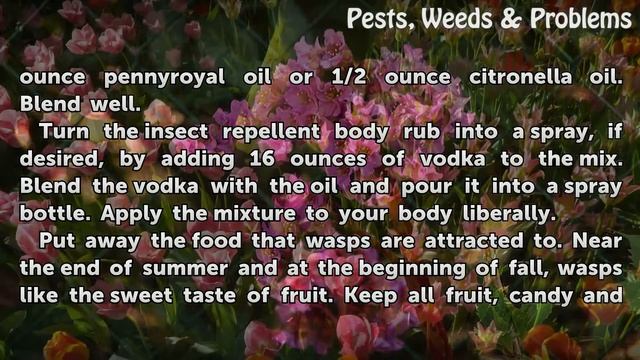 How to Get Rid of Wasps Without Killing Them смотреть онлайн
