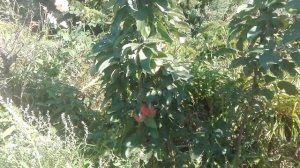 ЯБЛОНЯ КОЛОНОВИДНАЯ ОСЕННЯЯ МАЛЮХА (ВСТИСП) проф. В.В.Кичина (The COLUMNAR APPLE tree)