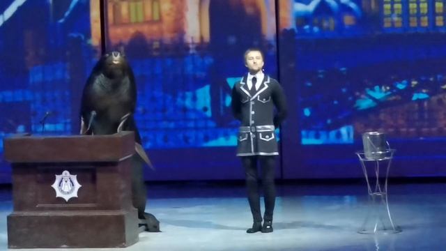 Морской лев Рокки. Москвариум. Шоу "Вокруг света за Новый год". смотреть онлайн