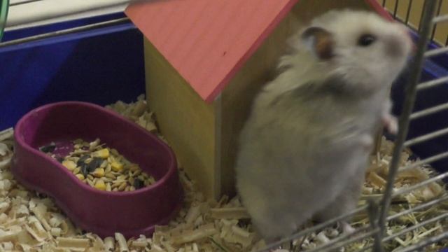 Сирийские хомяки часть 5 - Аксессуары для хомяка | Уход и содержание смотреть онлайн