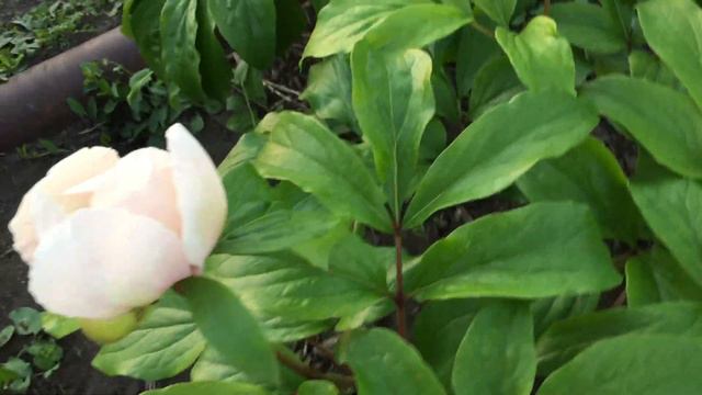 Пион CHALICE/Чалис смотреть онлайн