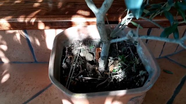 Оливковые деревья в домашних условиях. смотреть онлайн