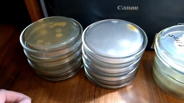 Метаризиум Profit