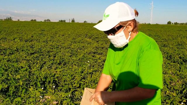 Трихограмма, эфективный энтомофаг против гусеницы совки смотреть онлайн