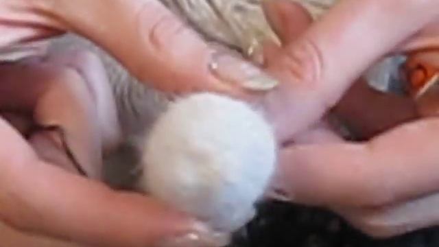 Вяжем голову игрушки