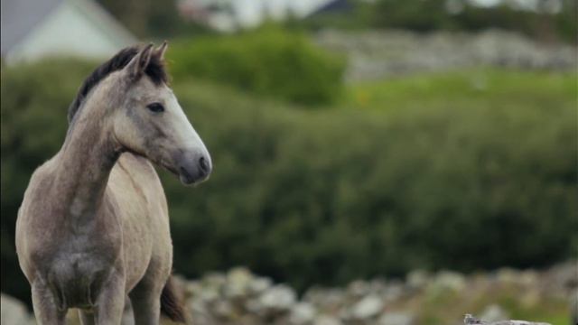 Animal World Мир животных 2022 смотреть онлайн