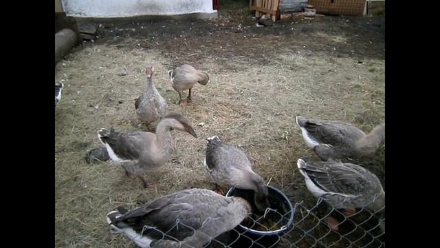 Брак в племени гусей - крупная серая. смотреть онлайн
