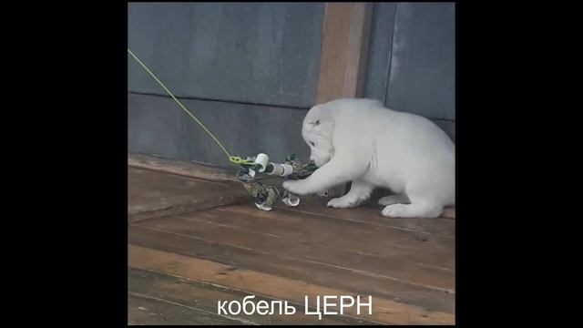 Щенки алабая в питомнике ЯСХАН. Часть 2 смотреть онлайн