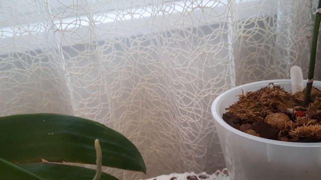 Орхидеи и удивляют, однако и сильно разочаровывают! смотреть онлайн