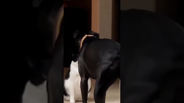 Ты что такой борзый 🐱 смотреть онлайн