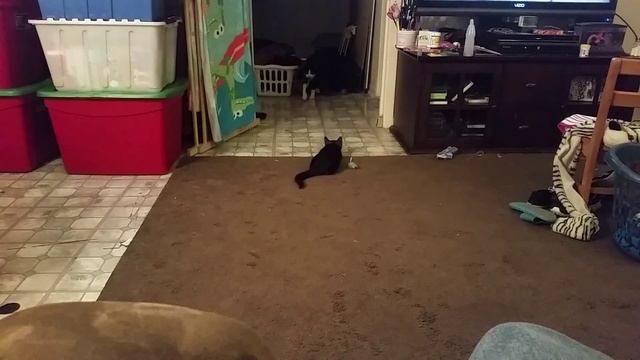 Little cat picks on big cat смотреть онлайн