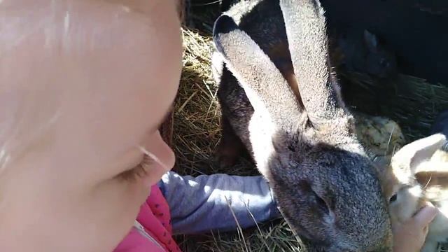 15 цыплят что кушают. смотреть онлайн