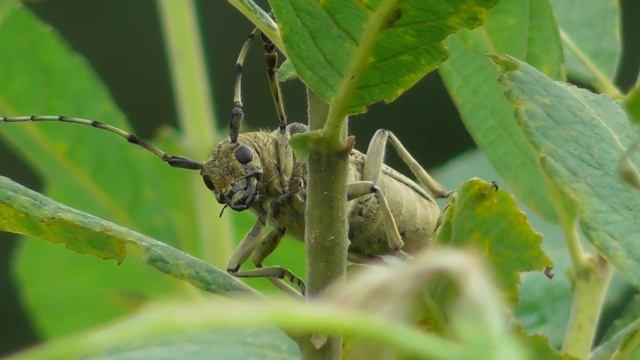 Скрипун большой осиновый ( Saperda carcharias ) смотреть онлайн