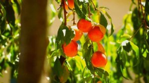 Чем отличаются персики от нектаринов?