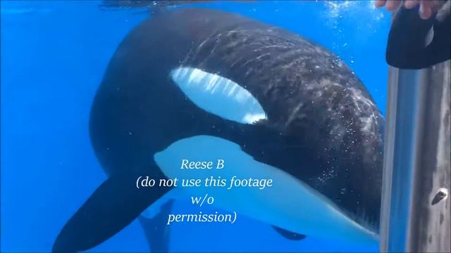 KWUCT Seaworld Orlando (full Tour)