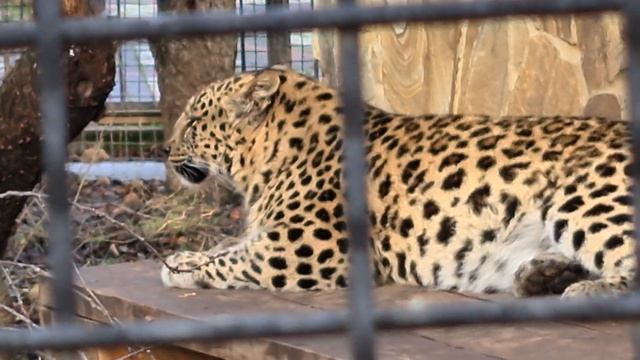 Пятнистые жители Тайгана) смотреть онлайн